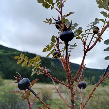 Tüplü Soğuklara Dayanıklı Siyah Kuşburnu Fidanı Seneye Meyve Veriri Durumda
