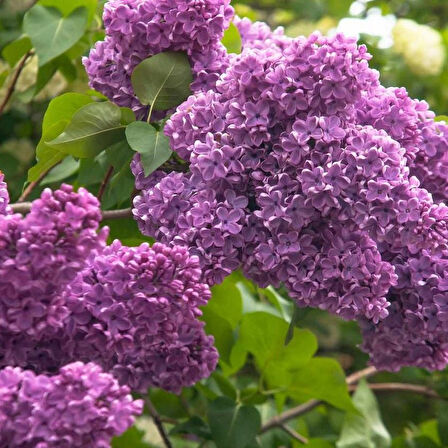 Nadir Syringa Vulgaris Tüplü Soğuğa Dayanıklı Purple Love MorLila  Kokulu Çiçekli Leylak Fidanı