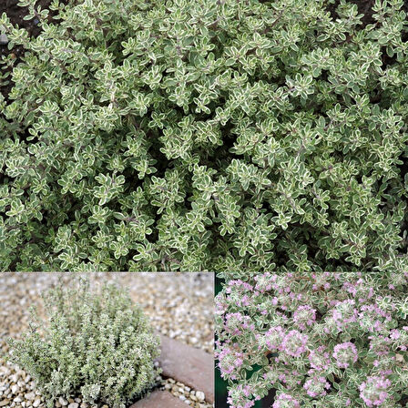 Aromatik Lemon Silver Yayılıcı Kekik Fidesi (1 adet)