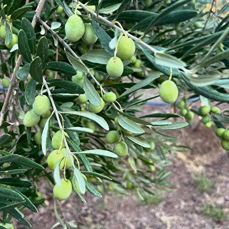 Yüksek Aromalı Susuzluğa Dayanıklı Sofralık Yağlık İri Derik Halhalı Zeytin Fidanı (10-20 CM)