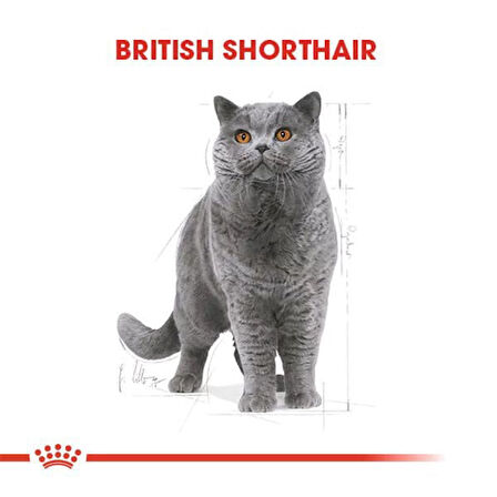 Royal Canin British Shorthair Adult Yetişkin Kedi Maması 10 Kg