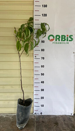 Luisella Yassı Nektarin Fidanı –3 yaş aşılı, İri, Tatlı ve Aromalı Meyve