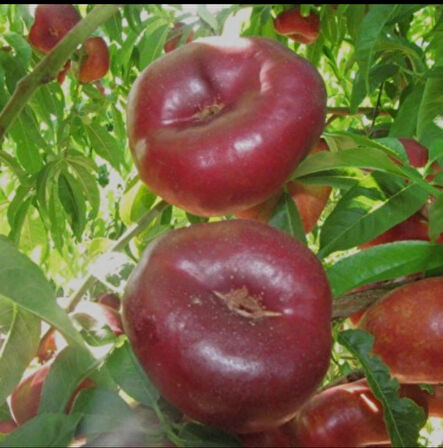 Luisella Yassı Nektarin Fidanı –3 yaş aşılı, İri, Tatlı ve Aromalı Meyve