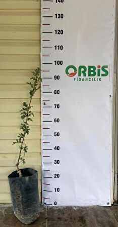 İri Sarı Belen Alıç Fidanı – Aşılı, Yüksek Verimli ve Sağlıklı Meyveli