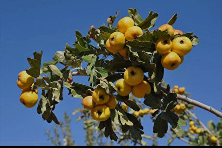 İri Sarı Belen Alıç Fidanı – Aşılı, Yüksek Verimli ve Sağlıklı Meyveli