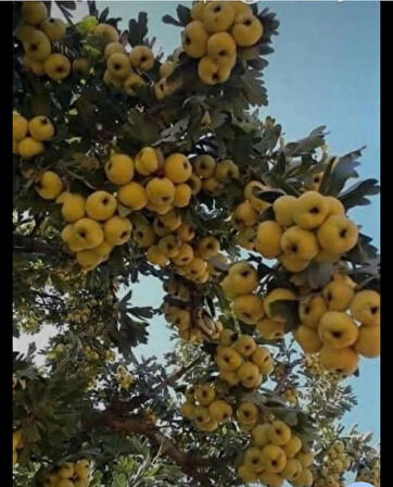 İri Sarı Belen Alıç Fidanı – Aşılı, Yüksek Verimli ve Sağlıklı Meyveli