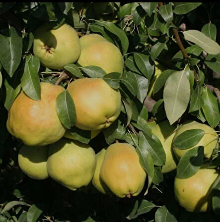 Ekmek Ayvası Fidanı – Büyük, Sulu ve Aromalı Meyve