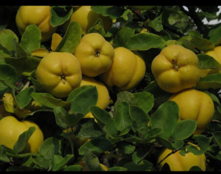 Ekmek Ayvası Fidanı – Büyük, Sulu ve Aromalı Meyve