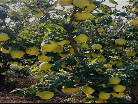 Ekmek Ayvası Fidanı – Büyük, Sulu ve Aromalı Meyve