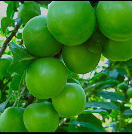 Can Erik Fidanı –  3 Yaş aşılı,Sulu ve Mayhoş Lezzet