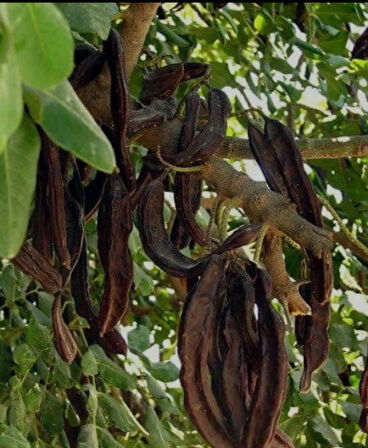 Aşısız Harnup (Keçiboynuzu) Fidanı – Doğal ve Dayanıklı