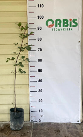 Aşısız Harnup (Keçiboynuzu) Fidanı – Doğal ve Dayanıklı