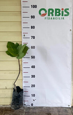 Erkenci Tarsus Siyah İnciri