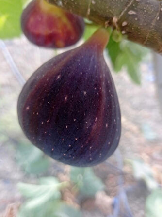 Erkenci Tarsus Siyah İnciri