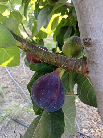 Erkenci Tarsus Siyah İnciri