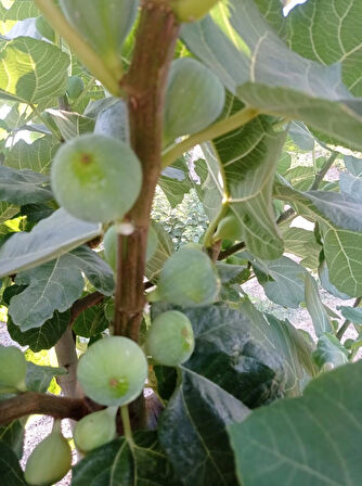 Erkenci Tarsus Siyah İnciri