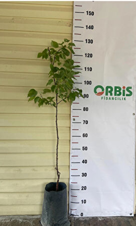 Şekerpare Kayısı Fidanı – Aşılı, 3 Yaşlı, Tatlı ve Aromalı Meyve