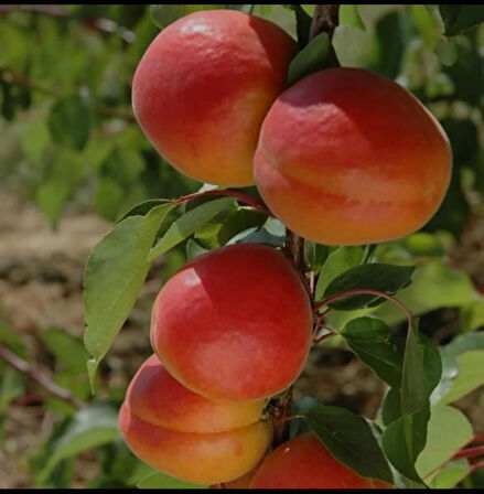 Şekerpare Kayısı Fidanı – Aşılı, 3 Yaşlı, Tatlı ve Aromalı Meyve