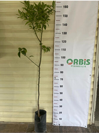 Aşılı 3 Yaş Yediveren Limon Fidanı 