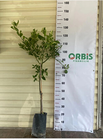 Aşılı 3 Yaş Mayer Limon Fidan