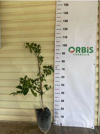 2 Yaş W. Murcott Mandalina Fidanı 