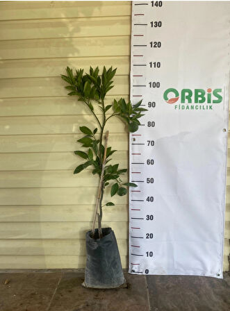 Aşılı 3 Yaş Satsuma, Rize Mandalina Fidanı