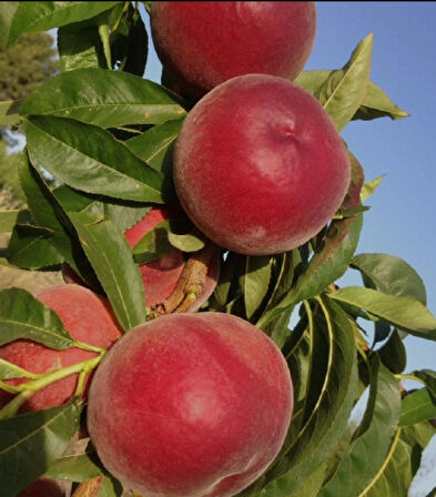 Aşılı Astoria Şeftali Fidanı – Erkenci, Sulu ve Tatlı Meyve