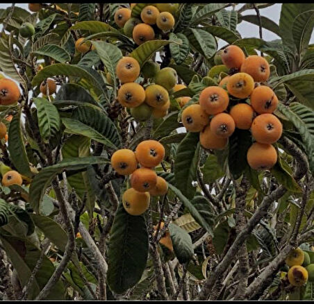 3 yaş Malta eriği ( Yeni Dünya ) fidanı 