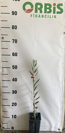 Koroneiki Zeytin Fidanı – Bodur, Yüksek Kaliteli Yağlık ve Susuzluğa Dayanıklı