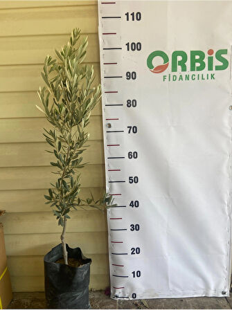 Gemlik (Trilye) Zeytin Fidanı – 2 yaş,Yüksek Verimli ve Dayanıklı