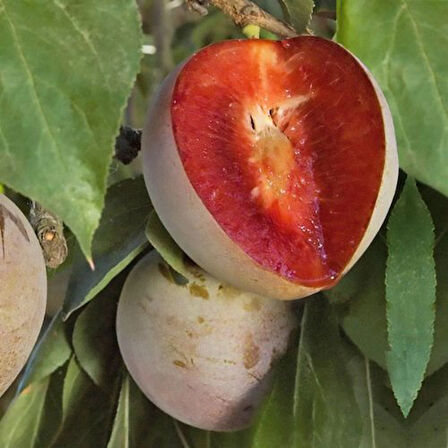 Fidan & Peyzaj - Red Heart Erik Fidanı (2 Yaş / Aşılı / Tüplü)