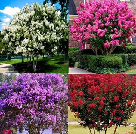 Soğuklara Dayanıklı 4 Renk Bir Arada Oya Ağacı Çiçeği Fidanı