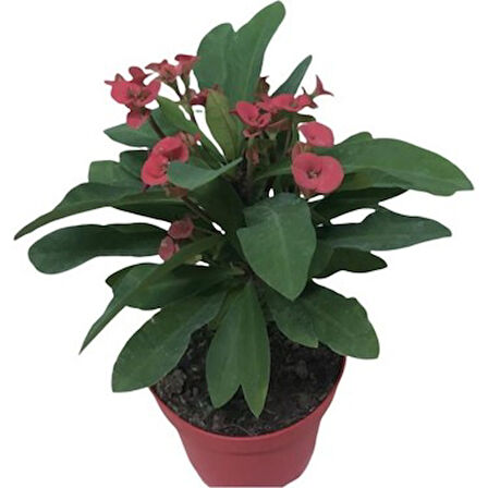 3' Lü Dikenler Tacı Çiçeği Euphorbia Milli Dikenler Tacı 10-20 cm
