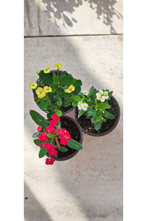 3' Lü Dikenler Tacı Çiçeği Euphorbia Milli Dikenler Tacı 10-20 cm