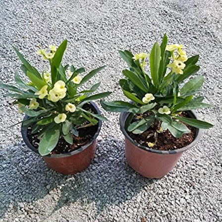 3' Lü Dikenler Tacı Çiçeği Euphorbia Milli Dikenler Tacı 10-20 cm