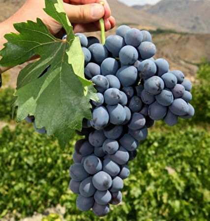 Tüplü Soğuklara Dayanıklı Yemesi Mükemmel Erzincan Cimin Üzümü Fidanı
