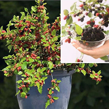 Tüplü Saksıda Yetiştiriciliğe Uygun Soğuklara Dayanıklı Siyah Meyveli Mojo Berry Dut Fidanı