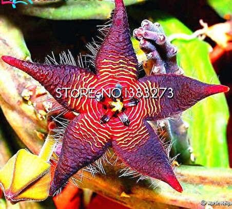 25 ADET STAPELIA TOHUMU MOR PURPLE