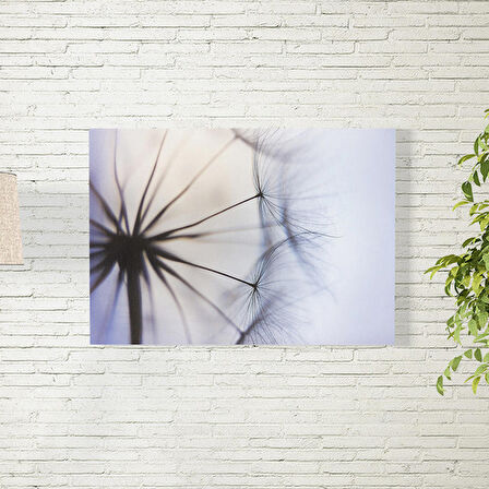 Karahindiba Posteri 50X70 CM