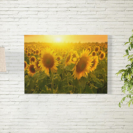 Ay Çiçekleri Poster 50X70 CM