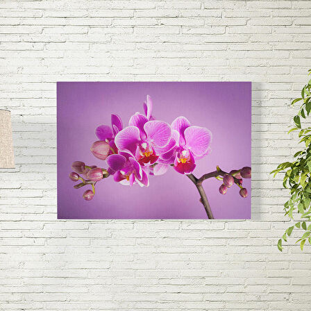 Pembe Orkide Temalı Poster 50X70 CM