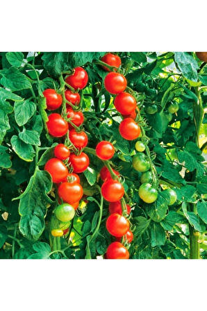 Cherry Domates Tohumu - 100 Adet