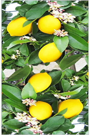 Dijital Baskı Yıkanabilir Kaymaz Taban Mutfak Halısı RVG2075