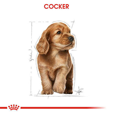 Royal Canin Cocker Junior Yavru Köpek Maması 3 Kg