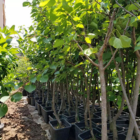 4 Yaş Aşılı Mogador Çok Erkenci Kaysı Fidanı, Saksıda