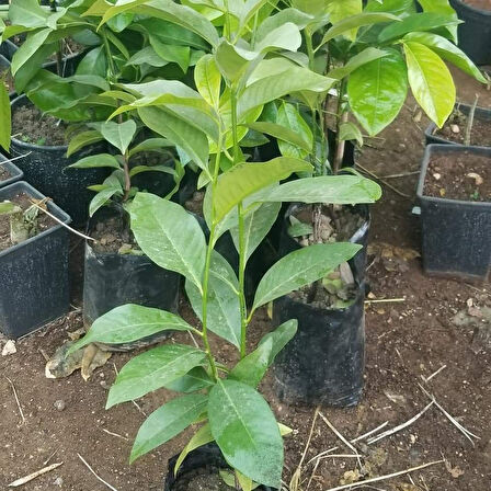 Black Sapote Çikolata Meyvesi Fidanı, Torbada