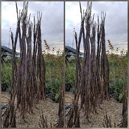 4 Yaş Aşılı Chandler Bodur Ceviz Fidanı, Torbada