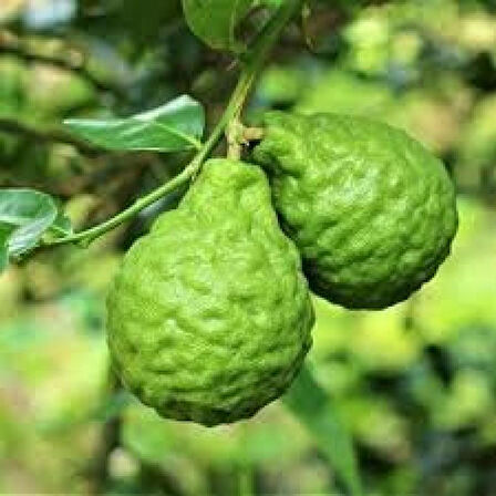 2 Yaş Aşılı Bergamot Fidanı, Torbada