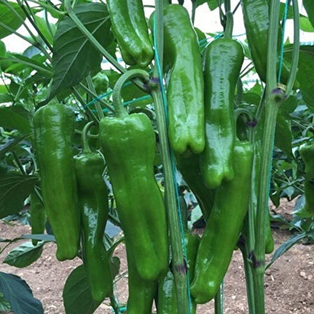 Doğal Mazamort Biber Tohumu  10 gr Köy Biberi Üç Burun