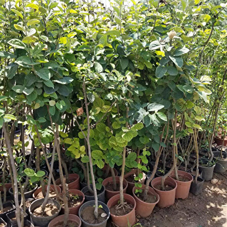 7 Yaş Aşılı Ekmek Ayva Fidanı , Saksıda